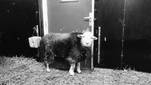 Loekie naar de schapenhemel