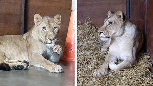 Leeuwinnen Luna en Stella uit quarantaine
