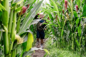 Maisdoolhof in Wieringerwerf gaat weer open