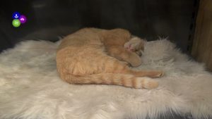 Waar is Makado-kat Koos?