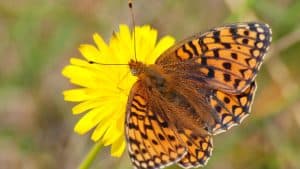 Excursie langs de bloemen en vlinders in het Zwanenwater