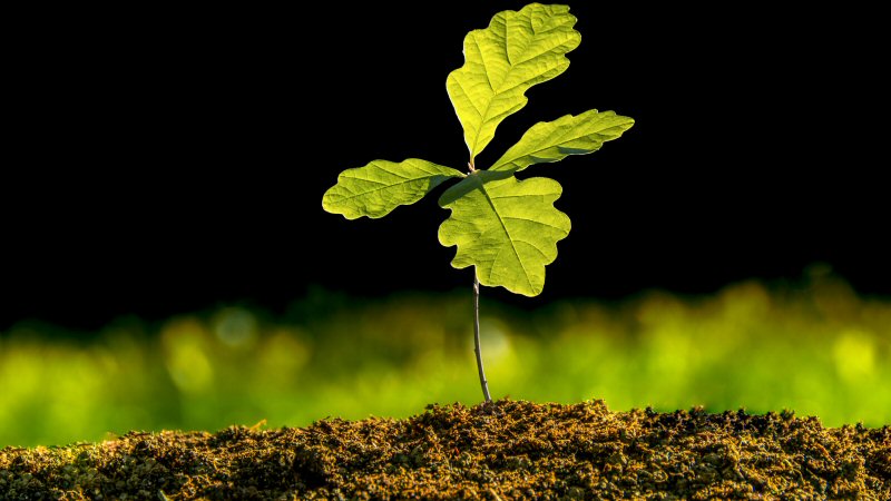 Wethouder Peters verplant eerste boom