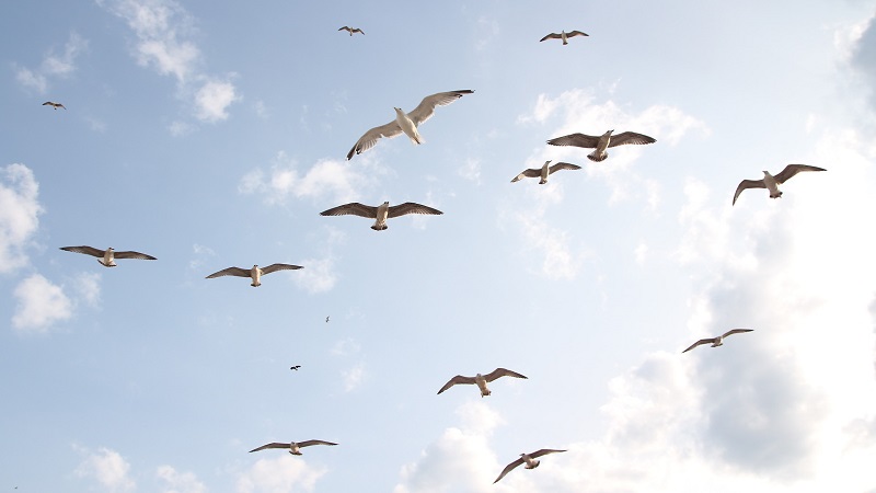 Boswachters behoedzaam voor vogelgriep