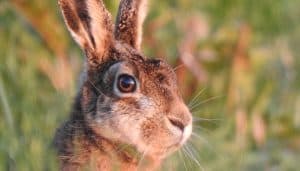 Boswachters van Nederland roepen op voor rust voor Kraamkamer Natuur