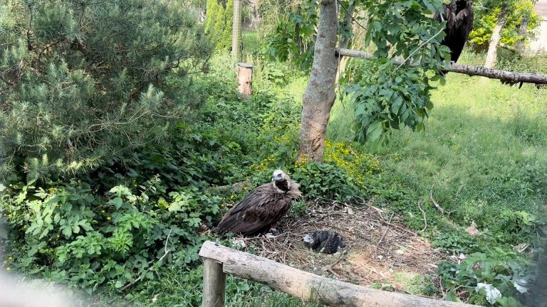 Dierenpark Hoenderdaell meest gewaardeerde dagattractie van Nederland