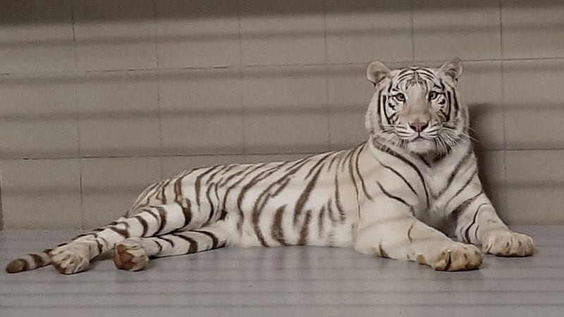 Witte tijger Muba acclimatiseert in Noordkop
