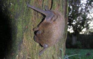 Op zoek naar vleermuizen en andere nachtdieren in het Zwanenwater