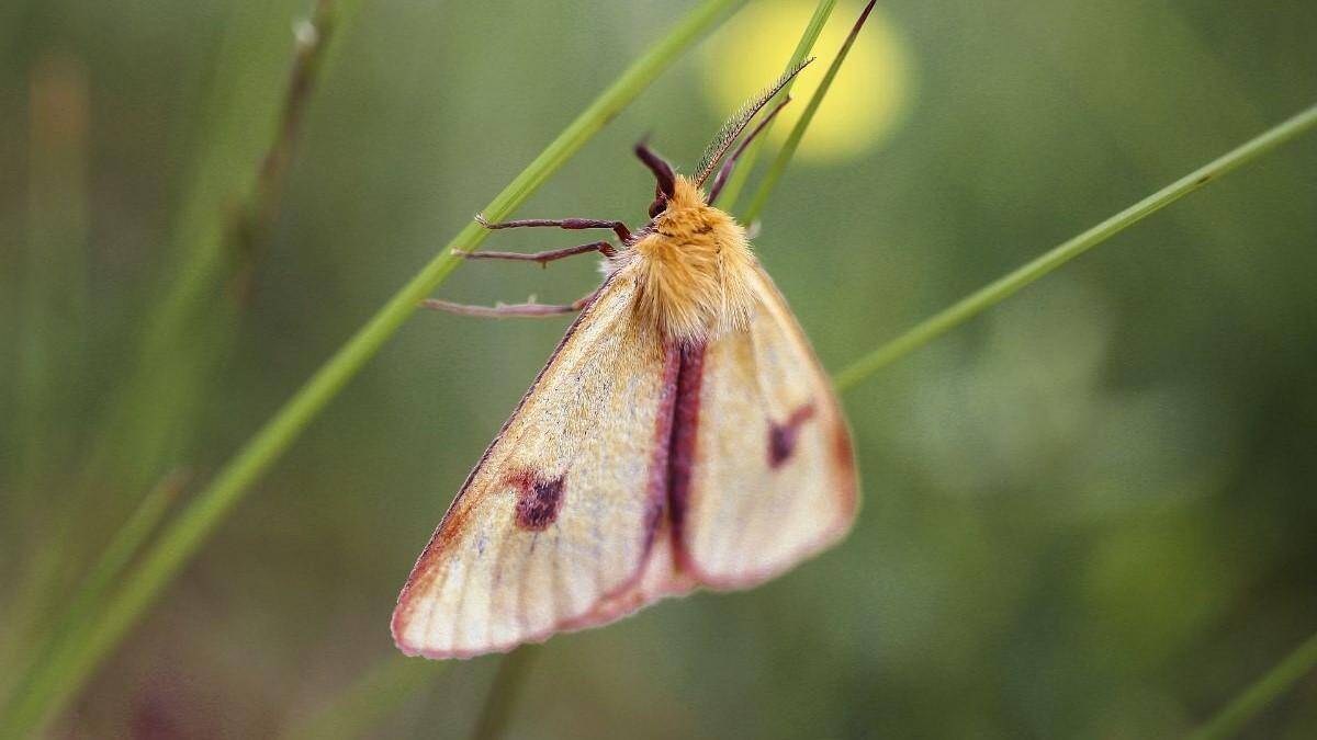 Nachtvlinderexcursie en Gratis Groene Tuin-pakketten bij De Helderse Vallei