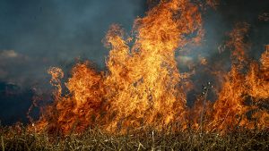€ 1 miljoen om natuurbranden te voorkomen