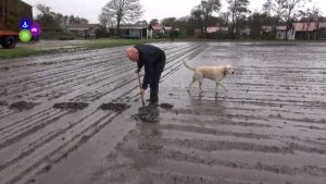 Tulpenbollen voorlopig in de schuur (video)