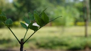 In vier jaar tijd ruim 100 duizend bomen geplant in Schagen