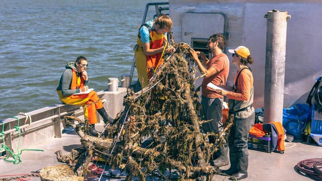 Onderzoek NIOZ: Kunstmatige riffen in Waddenzee barsten van het zeeleven