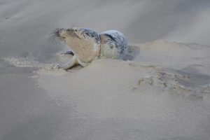 Verstrikte zeehond bevrijd uit nylon visnet