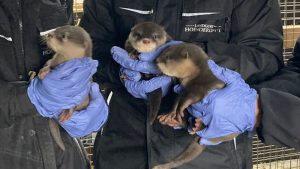 Beschuit met muisjes bij de otters