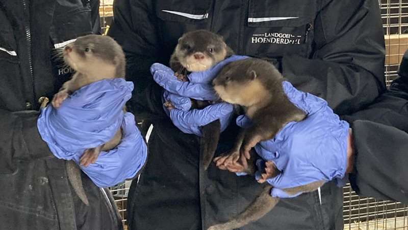 Beschuit met muisjes bij de otters