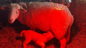 Eerste lammetjes zorgboerderij Engelenburgh