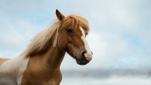 De voordelen van carrière in de paardenwereld