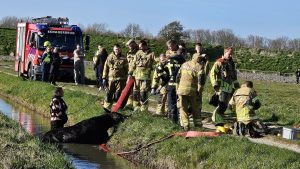 Paard in de sloot