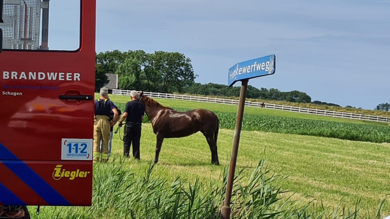 Ruiter met paard te water