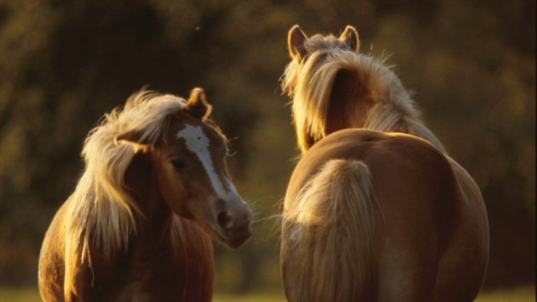 Vaardigheid terug bij Bucephalus