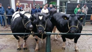 Paasvee zonder incidenten