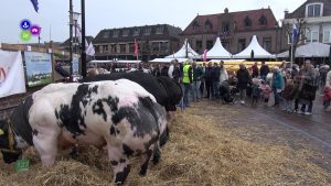 Paasvee LIVE bij Noordkop Centraal