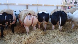 Petitie ‘Verander Paasvee in Paasfeest’
