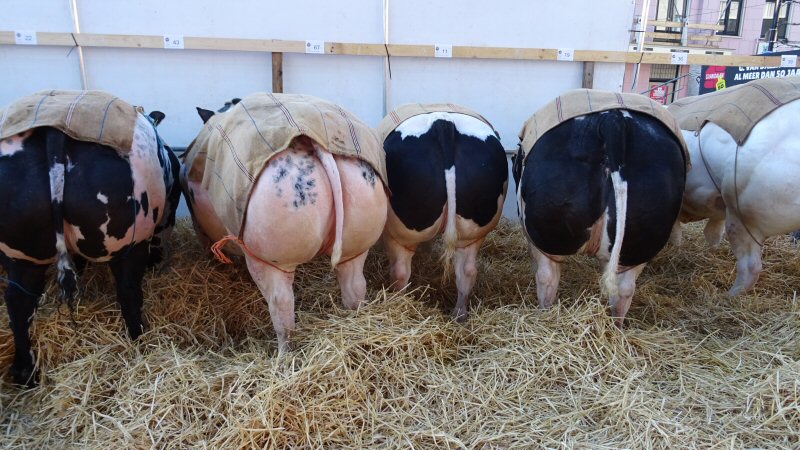 Petitie ‘Verander Paasvee in Paasfeest’