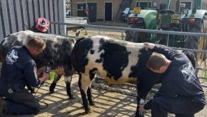 Voorbereidingen Paasvee in volle gang