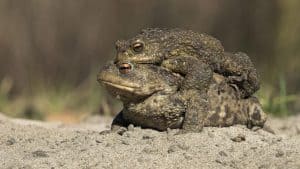Paddentrek weer in aantocht