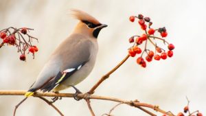 Pestvogel trekt veel bekijks
