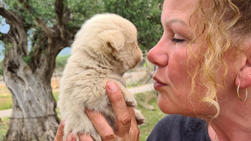 Petra redt hondjes in Griekenland