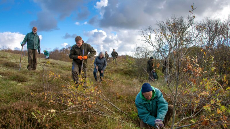 Plaggen voor de zandhagedis