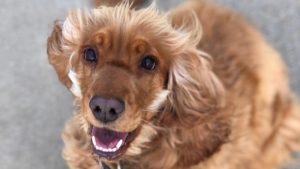 Blonde Pleun wint hondenwedstrijd