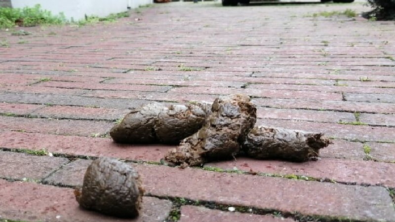 Hommeles in Helderse Dommelstraat