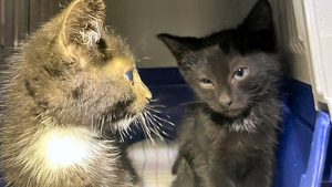 Eigenaar kittens Dirkshorn nog niet gevonden