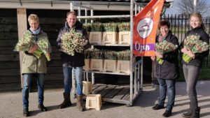 Tulpen van Present Hollands Kroon en boer Tom 