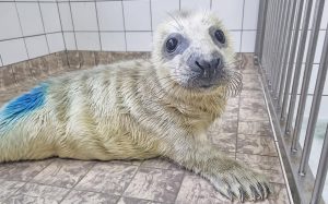 Eerste pup grijze zeehond in opvang Ecomare
