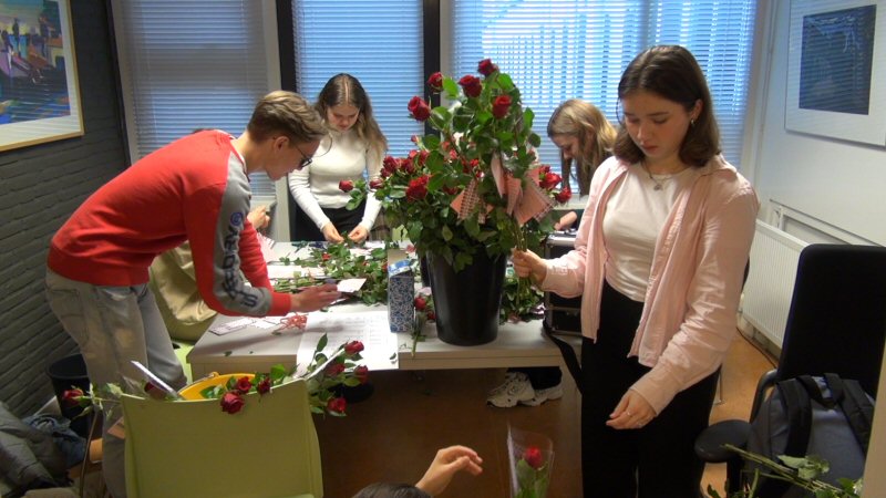 Veel rozen op het Regius