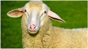 Ook blauwtong in de Noordkop