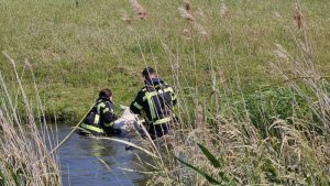 Schaap neemt een duik bij de Snevert