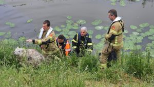 Schaap neemt duik in sloot aan de Nieuwedijk