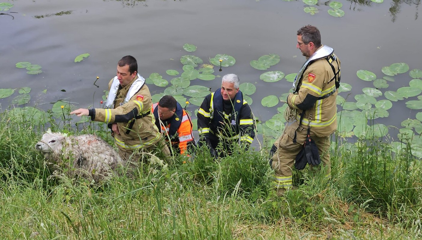 Schaap neemt duik in sloot aan de Nieuwedijk