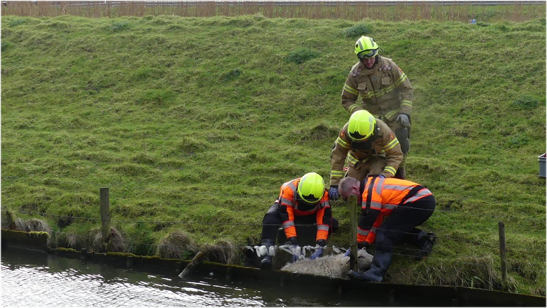 Schaapje op het droge dankzij brandweer