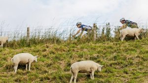 Minder deelnemers Ronde Westfriese Omringdijk