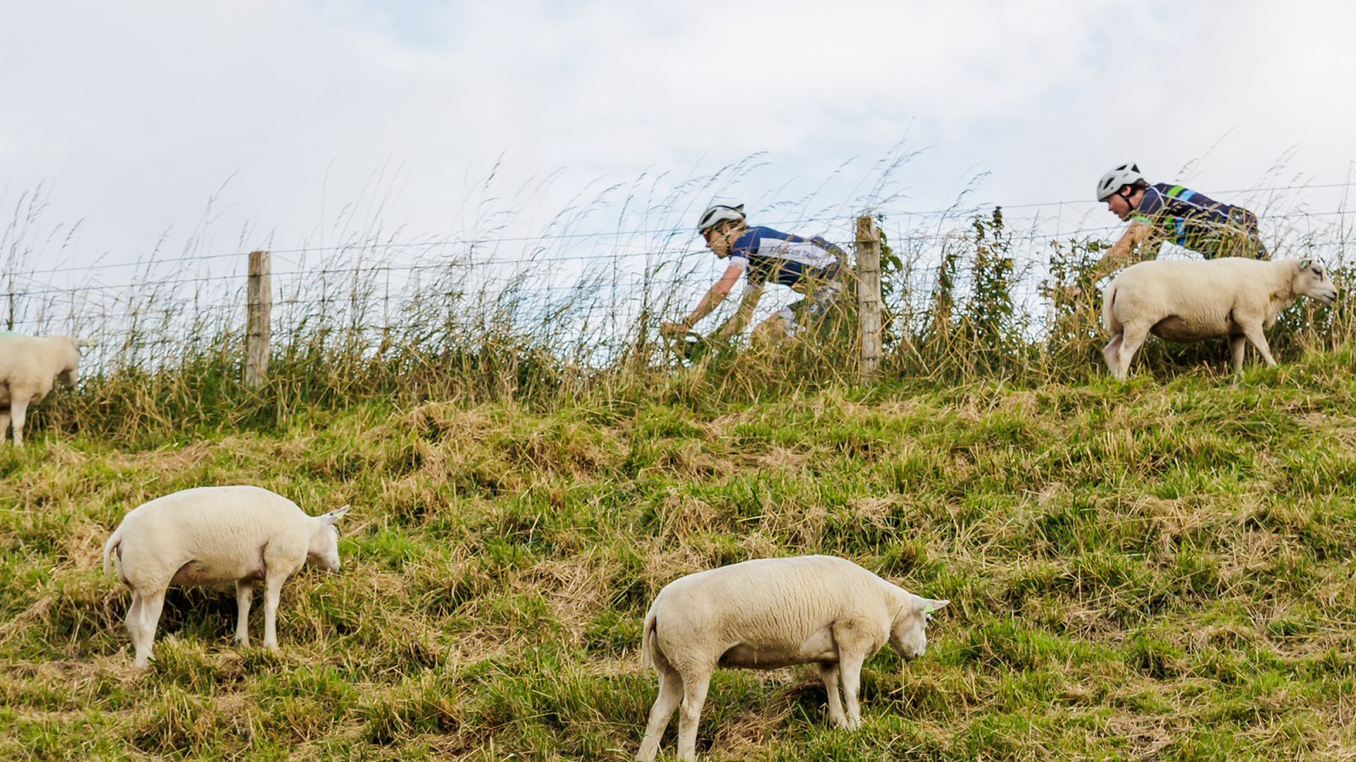 Minder deelnemers Ronde Westfriese Omringdijk