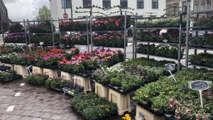 Schagen gezellige Bloemenstad