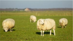 Schapen afgeslacht langs de weg in Lutjewinkel