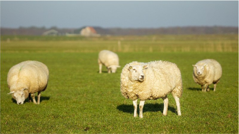 Schapen afgeslacht langs de weg in Lutjewinkel