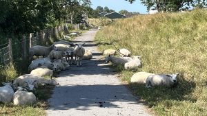 Fietsen over de Wierdijk, met onderweg enige obstakels